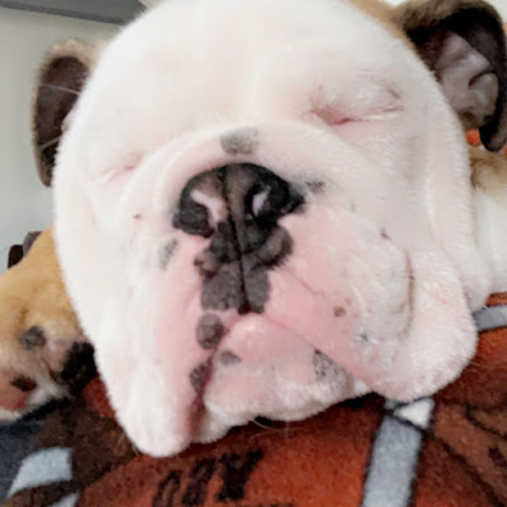 Meet your Posher, Lilly